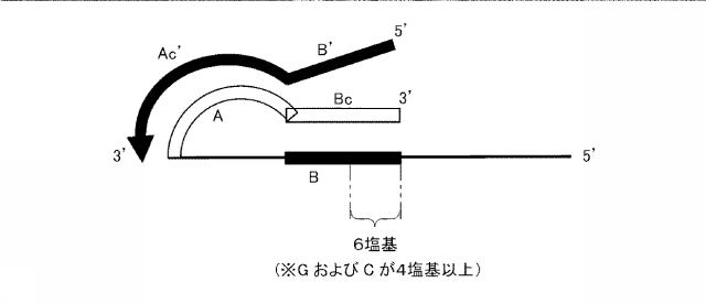 6006814-核酸増幅用プライマーの設計方法、核酸増幅用プライマーの製造方法、核酸増幅用プライマー、プライマーセット、および核酸の増幅方法 図000037