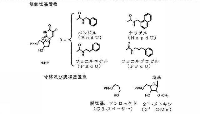 6591392-ＩＬ−６に結合するアプタマー及びＩＬ−６介在性状態の治療または診断におけるそれらの使用 図000037