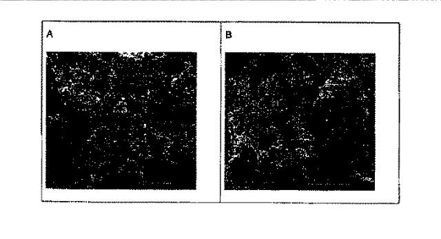 6651489-ナノ粒子状の形態における生物学的に活性な化合物の調製のための方法 図000037