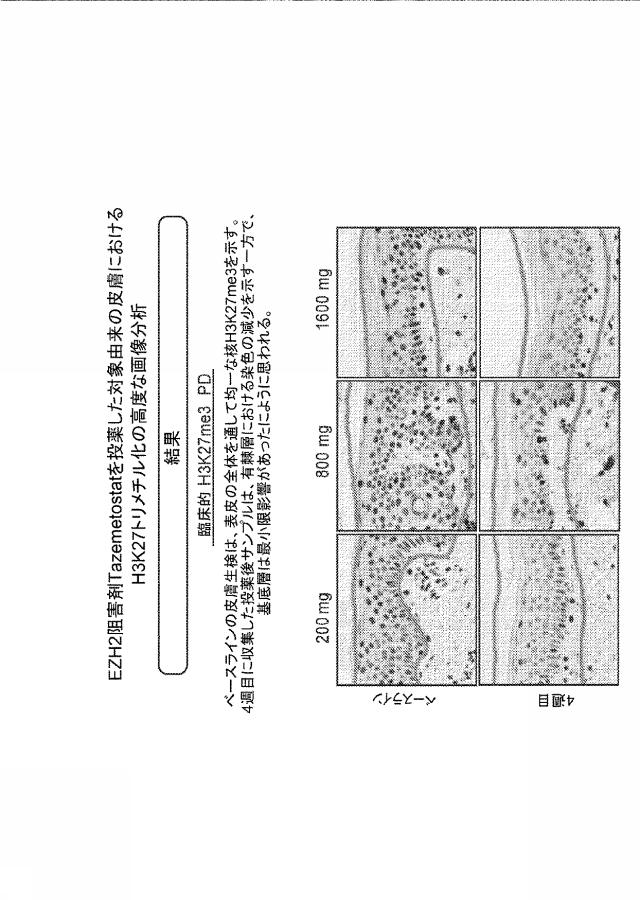 6829684-癌を処置する方法 図000037