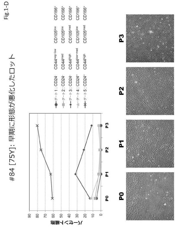 6954682-ヒト機能性角膜内皮細胞およびその応用 図000037