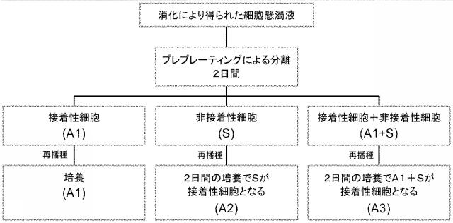 5894071-心臓組織由来細胞 図000038