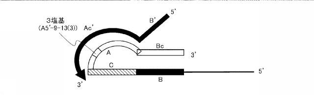 6006814-核酸増幅用プライマーの設計方法、核酸増幅用プライマーの製造方法、核酸増幅用プライマー、プライマーセット、および核酸の増幅方法 図000038