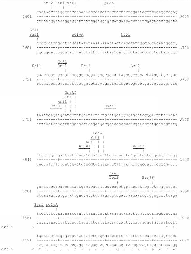 6259766-フラタキシンレベルを増加させる方法および生成物ならびにその使用 図000038