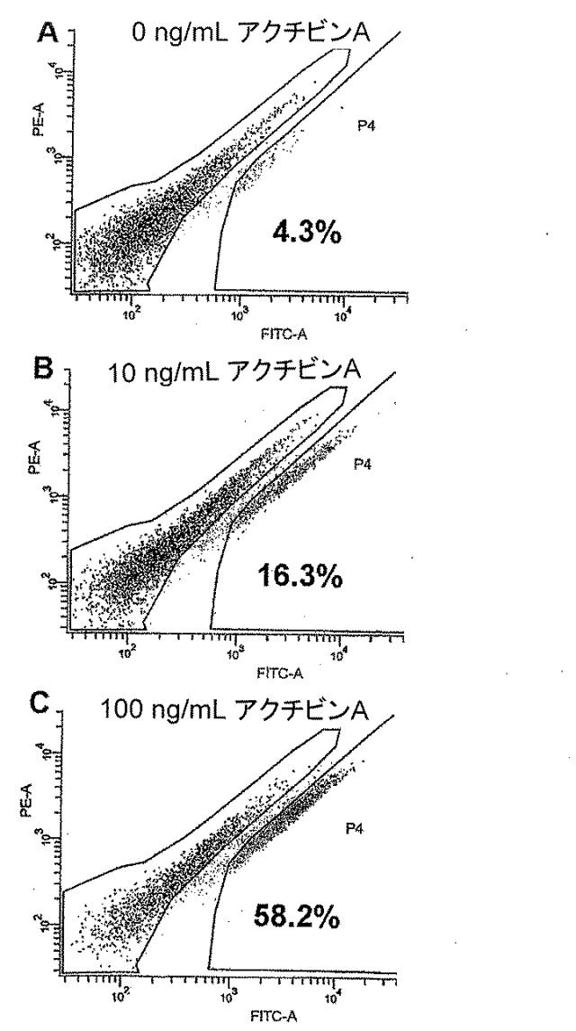 6595041-ＰＤＸ１発現背側及び腹側前腸内胚葉 図000038