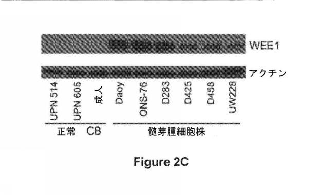 6692423-Ｗｅｅ１キナーゼ阻害剤、並びにそれを作製及び使用する方法 図000038