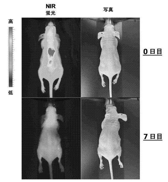 6769992-ポリマーナノ粒子における感光性化合物を含む組成物およびその組成物を使用する方法 図000038