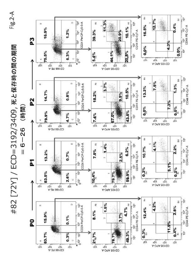 6954682-ヒト機能性角膜内皮細胞およびその応用 図000038