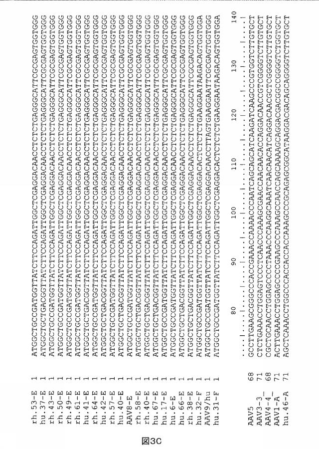 5797397-アデノ随伴ウイルス（ＡＡＶ）の同源系統群（クレイド）、配列、それらを含有するベクターおよびそれらの用途 図000039