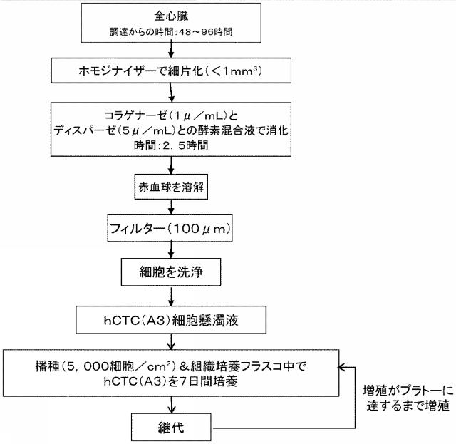 5894071-心臓組織由来細胞 図000039