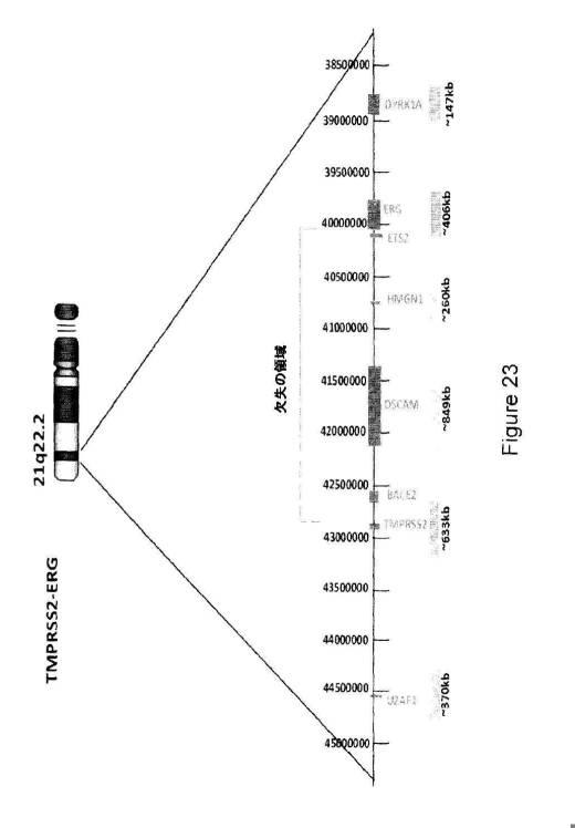 5976550-蛍光ｉｎｓｉｔｕハイブリダイゼーションによる癌抑制遺伝子の欠失を検出するための方法、プローブセットおよびキット 図000039