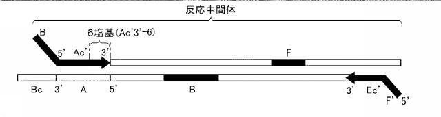 6006814-核酸増幅用プライマーの設計方法、核酸増幅用プライマーの製造方法、核酸増幅用プライマー、プライマーセット、および核酸の増幅方法 図000039