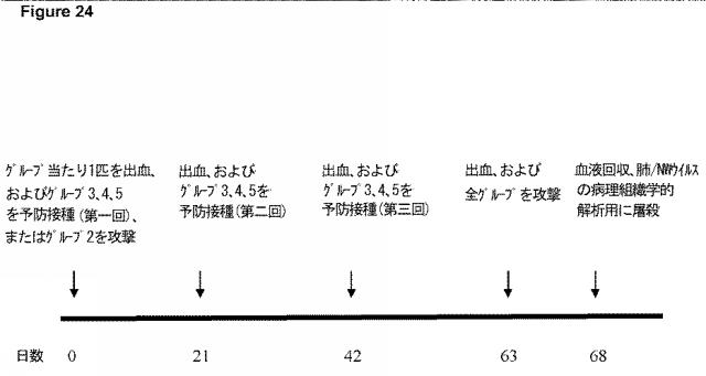 6016799-呼吸器合胞体ウイルスワクチン 図000039