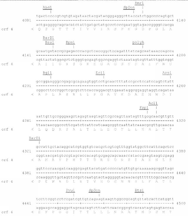 6259766-フラタキシンレベルを増加させる方法および生成物ならびにその使用 図000039