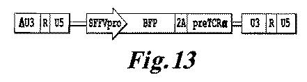 6463672-ＴＣＲアルファ欠損Ｔ細胞を増殖させるためのプレＴアルファまたはその機能性変種の使用 図000039