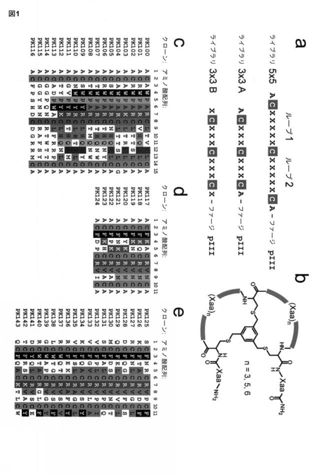 6588890-構築されたポリペプチド特異性のモジュレーション 図000039
