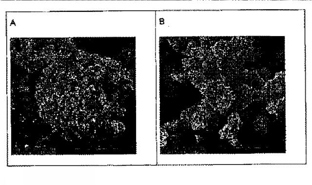 6651489-ナノ粒子状の形態における生物学的に活性な化合物の調製のための方法 図000039