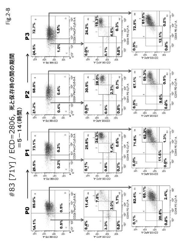 6954682-ヒト機能性角膜内皮細胞およびその応用 図000039