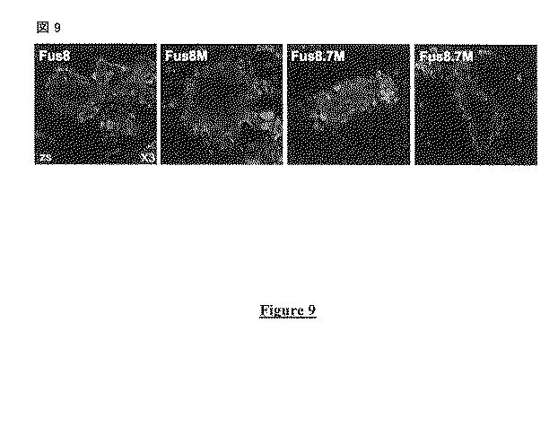 5823296-ＰＩＶ−５及びＰＩＶ−２のＦタンパク質の突然変異タンパク質 図000040