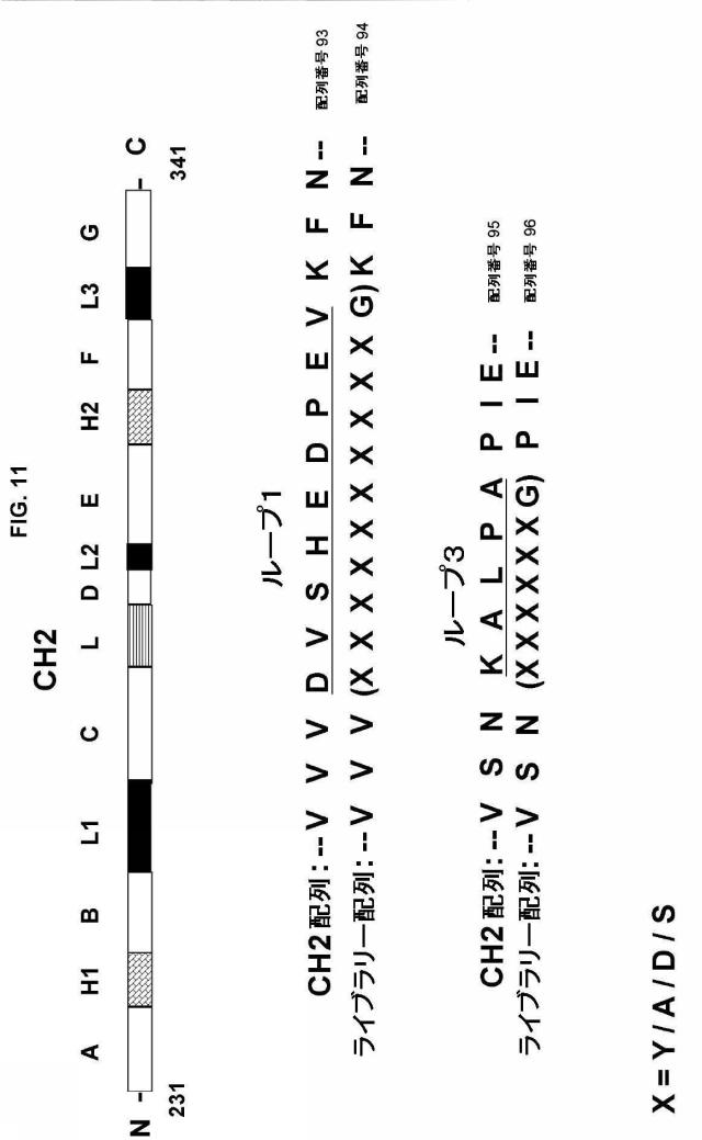 5889533-改変された抗体定常ドメイン分子 図000040