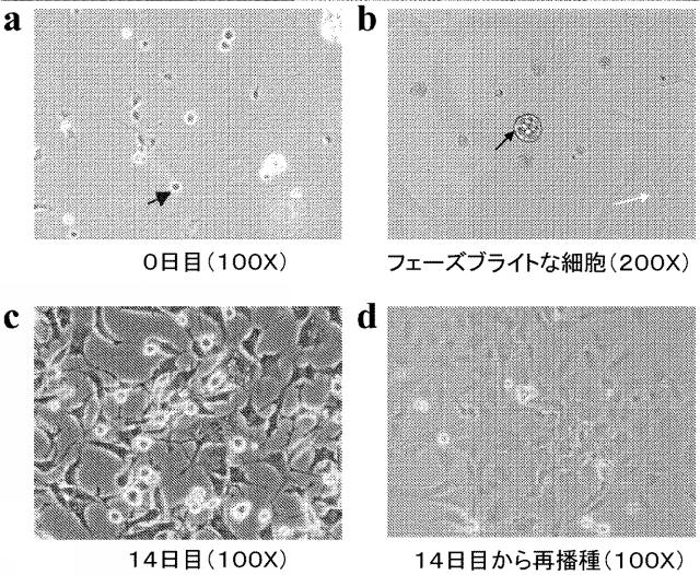 5894071-心臓組織由来細胞 図000040