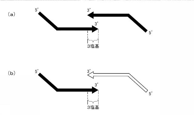 6006814-核酸増幅用プライマーの設計方法、核酸増幅用プライマーの製造方法、核酸増幅用プライマー、プライマーセット、および核酸の増幅方法 図000040