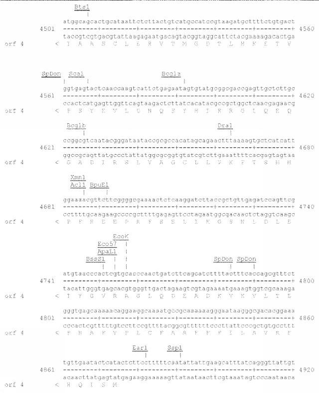 6259766-フラタキシンレベルを増加させる方法および生成物ならびにその使用 図000040