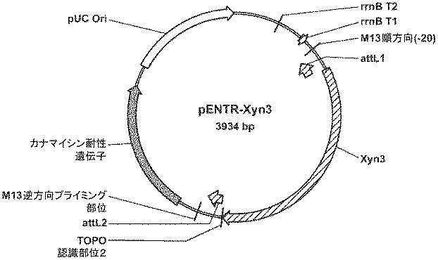 6290626-糖化プロセスにおける粘度を低下させる方法 図000040