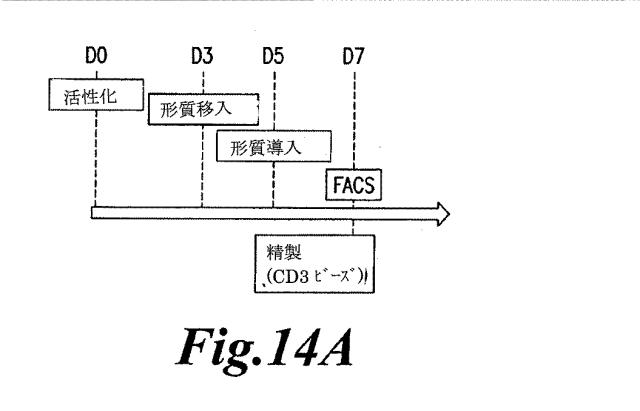 6463672-ＴＣＲアルファ欠損Ｔ細胞を増殖させるためのプレＴアルファまたはその機能性変種の使用 図000040