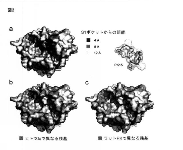 6588890-構築されたポリペプチド特異性のモジュレーション 図000040