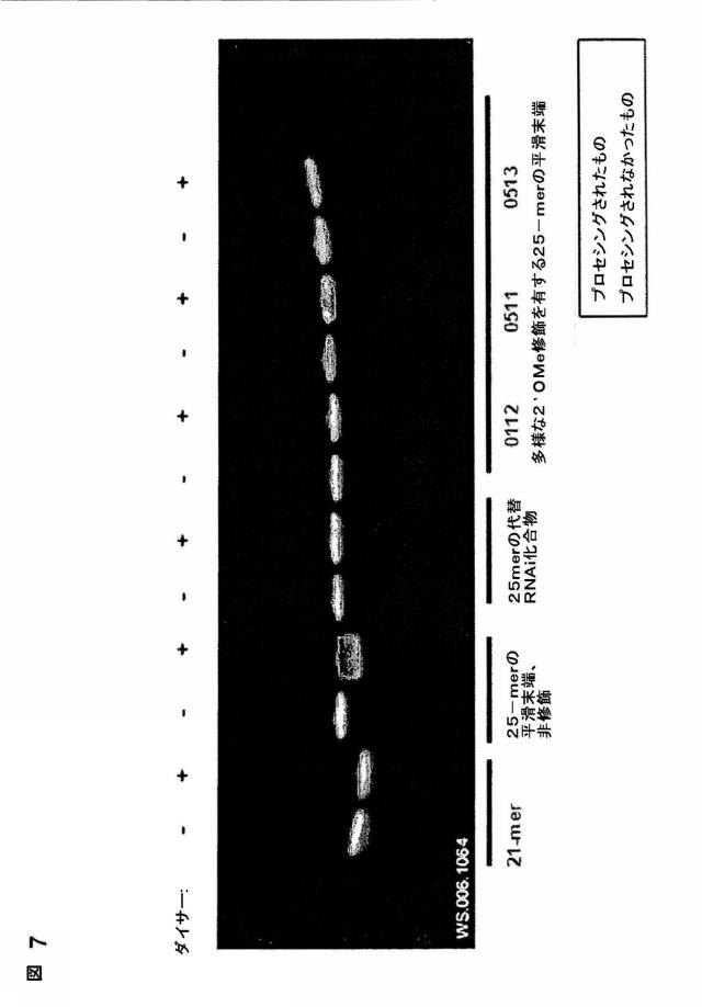 5697993-修飾ＲＮＡｉポリヌクレオチドおよびその使用 図000041