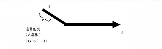 6006814-核酸増幅用プライマーの設計方法、核酸増幅用プライマーの製造方法、核酸増幅用プライマー、プライマーセット、および核酸の増幅方法 図000041