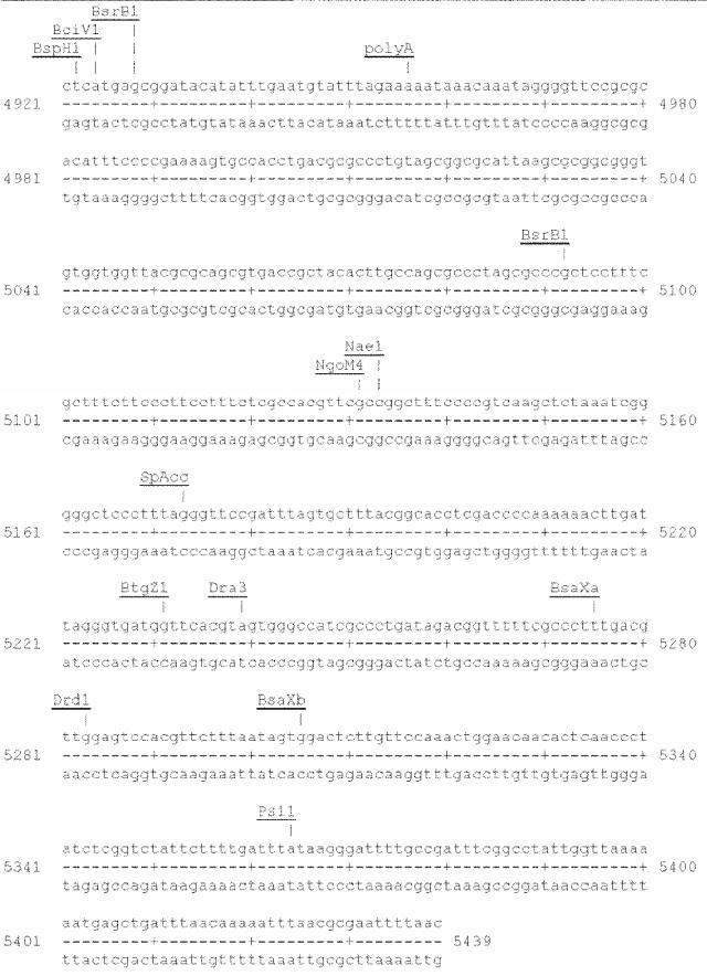 6259766-フラタキシンレベルを増加させる方法および生成物ならびにその使用 図000041