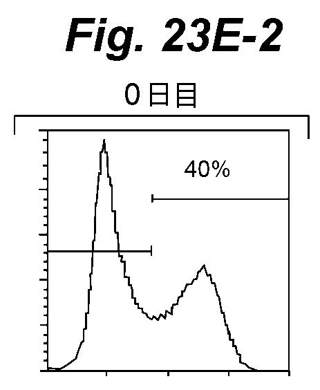 6386447-養子細胞療法のための改良された細胞培養法 図000041