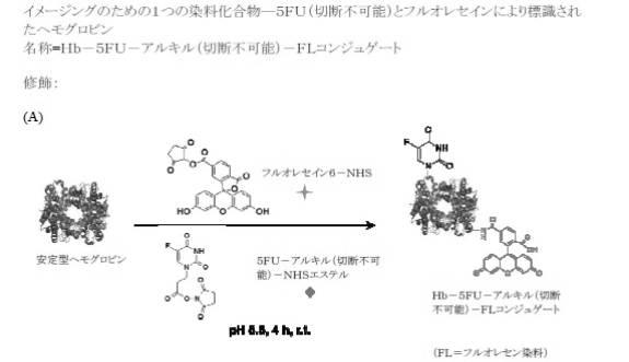 6392855-がん治療および診断イメージングのための修飾ヘモグロビンベース系治療剤を含む医薬組成物 図000041