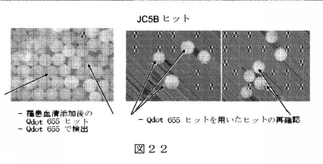 6412798-リガンドライブラリーを用いた診断および処置方法 図000041