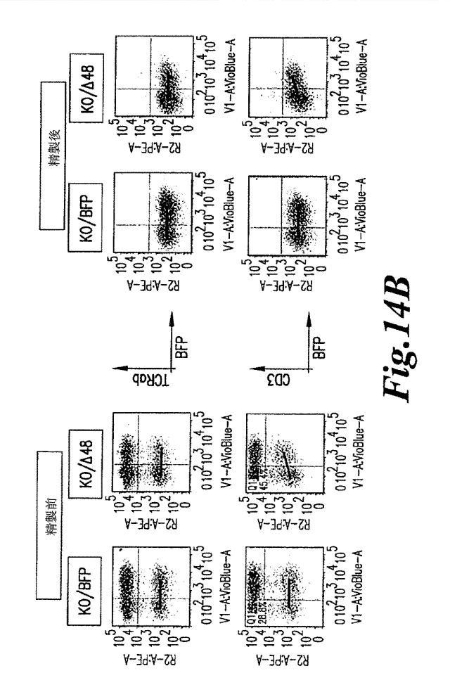 6463672-ＴＣＲアルファ欠損Ｔ細胞を増殖させるためのプレＴアルファまたはその機能性変種の使用 図000041