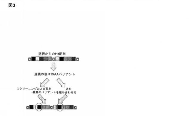 6588890-構築されたポリペプチド特異性のモジュレーション 図000041