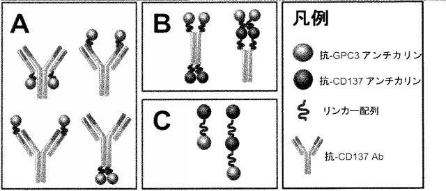 6947642-抗がん性融合ポリペプチド 図000041