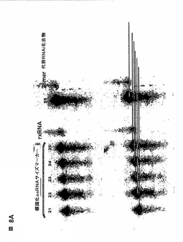 5697993-修飾ＲＮＡｉポリヌクレオチドおよびその使用 図000042