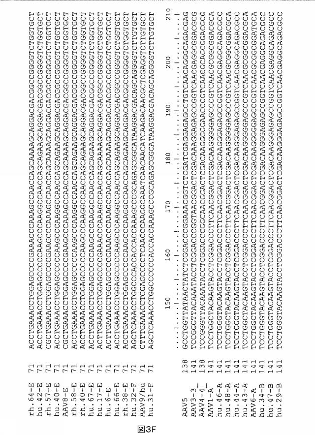 5797397-アデノ随伴ウイルス（ＡＡＶ）の同源系統群（クレイド）、配列、それらを含有するベクターおよびそれらの用途 図000042