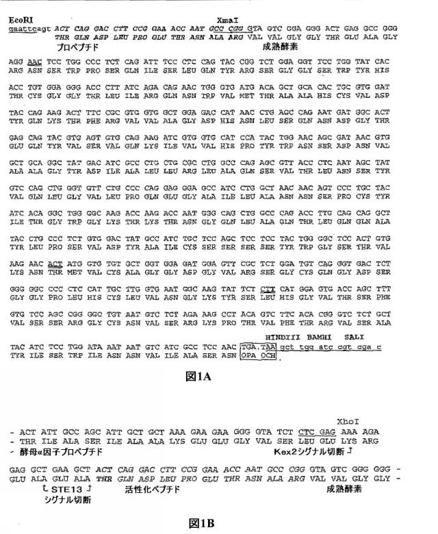 5829808-組換えエラスターゼタンパク質ならびにその製造方法および使用 図000042