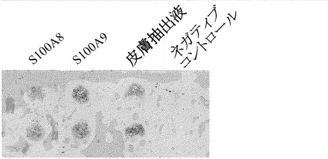 5865703-骨髄間葉系および／または多能性幹細胞の血中動員による組織再生促進剤 図000042