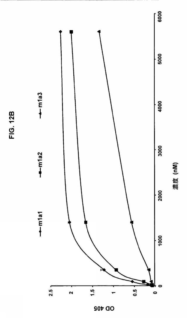 5889533-改変された抗体定常ドメイン分子 図000042