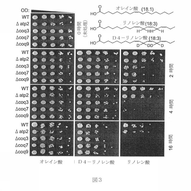 5934102-ＰＵＦＡ誘導体による酸化ストレス障害の緩和 図000042