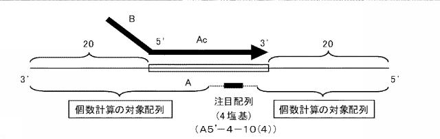 6006814-核酸増幅用プライマーの設計方法、核酸増幅用プライマーの製造方法、核酸増幅用プライマー、プライマーセット、および核酸の増幅方法 図000042