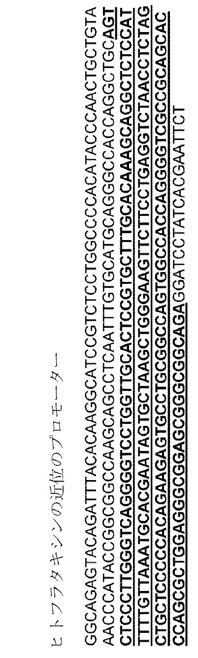 6259766-フラタキシンレベルを増加させる方法および生成物ならびにその使用 図000042