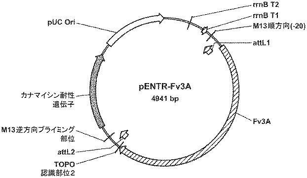 6290626-糖化プロセスにおける粘度を低下させる方法 図000042