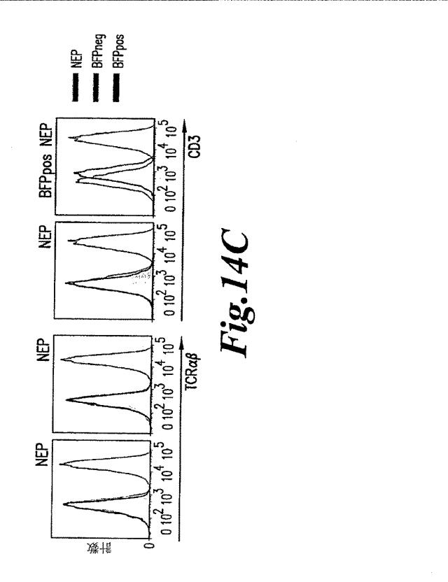 6463672-ＴＣＲアルファ欠損Ｔ細胞を増殖させるためのプレＴアルファまたはその機能性変種の使用 図000042