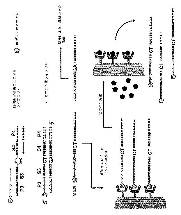 6910295-診断治療融合的な応用のための方法及びキット 図000042